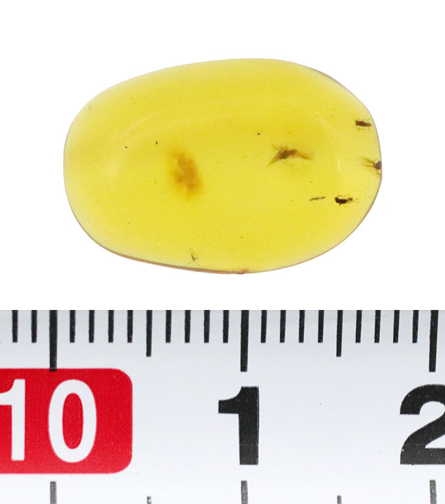 透明度抜群！白亜紀の虫を封じ込めた、希少な恐竜時代の琥珀「バーマイト（Burmite）」（その8）