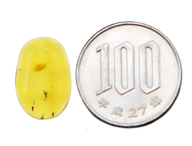 透明度抜群！白亜紀の虫を封じ込めた、希少な恐竜時代の琥珀「バーマイト（Burmite）」（その9）