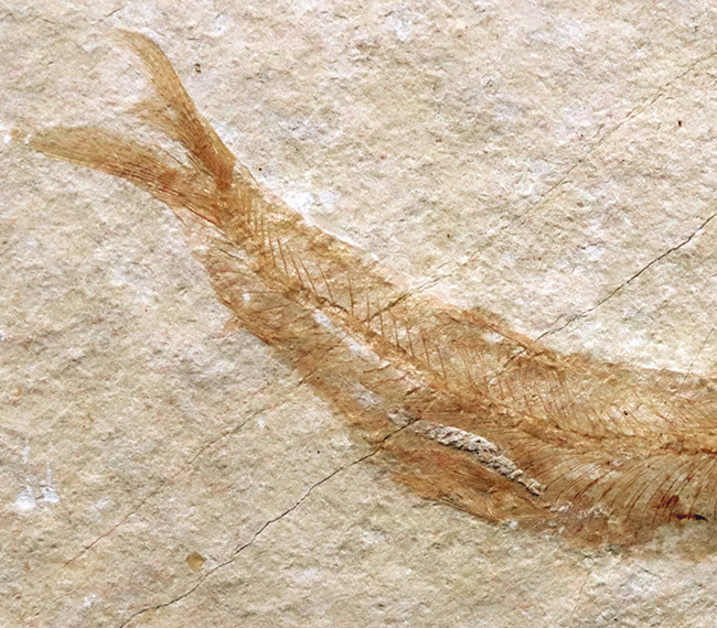 古代魚化石 Tharrias ジュラ紀 標本