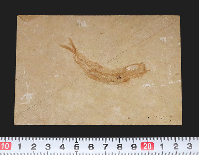 古代魚化石 Tharrias ジュラ紀 標本 白ジュラ！状態も大変良好で、サイズ感も十分、さらに魚影も
