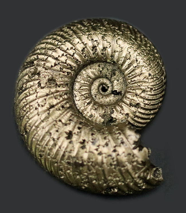 両面ともに保存状態良好、黄鉄鉱化されたアンモナイト、クエンステッド