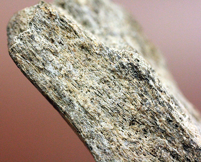 トリケラトプスの骨の断片の化石（Triceratops） トリケラトプス