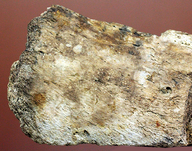 トリケラトプスの骨の断片の化石(Triceratops)(その4)