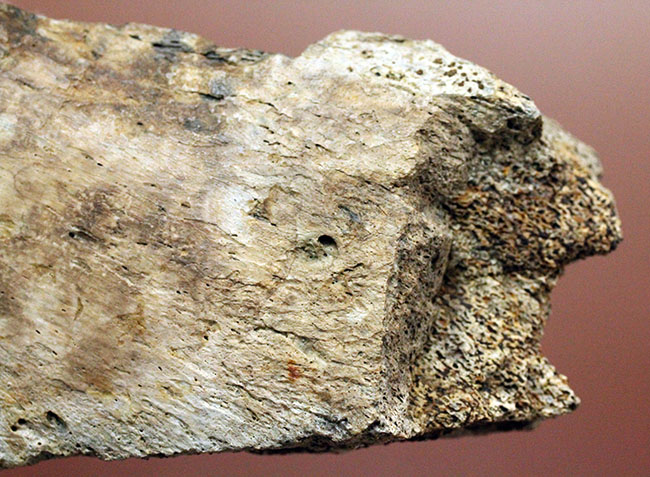トリケラトプスの骨の断片の化石(Triceratops)(その5)