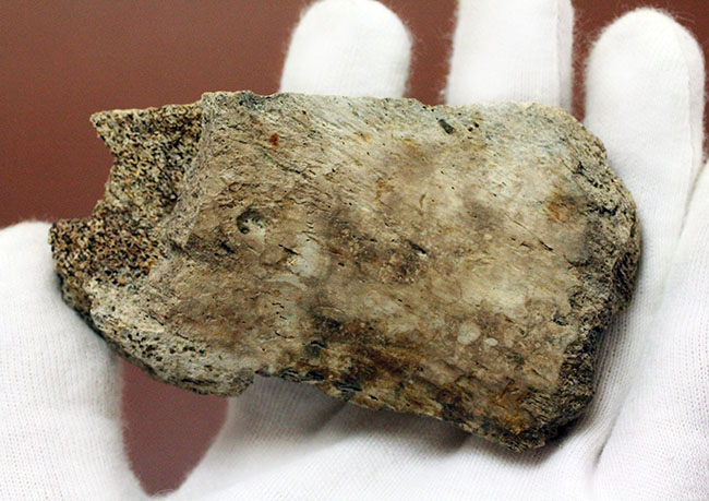トリケラトプスの骨の断片の化石(Triceratops)(その6)
