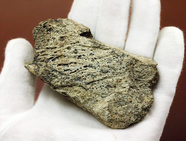 トリケラトプスの骨の断片の化石(Triceratops)(その7)