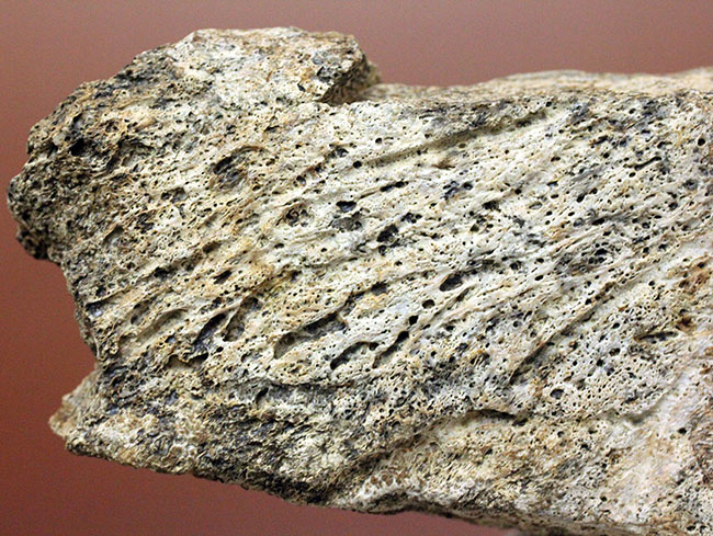 トリケラトプスの骨の断片の化石(Triceratops)(その8)