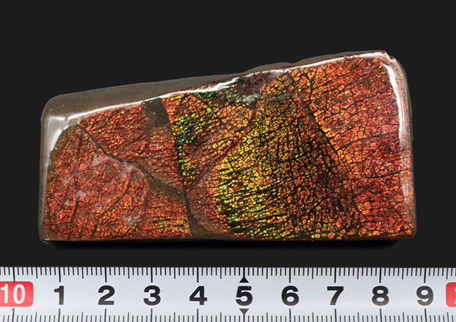 極上の輝き！これぞレッドドラゴンスキン！カナダ産のアンモ”ラ”イト（Ammolite）のピース（その10）