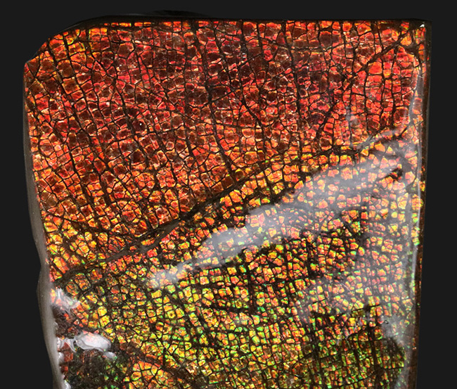 極上の輝き！これぞレッドドラゴンスキン！カナダ産のアンモ”ラ”イト（Ammolite）のピース（その2）
