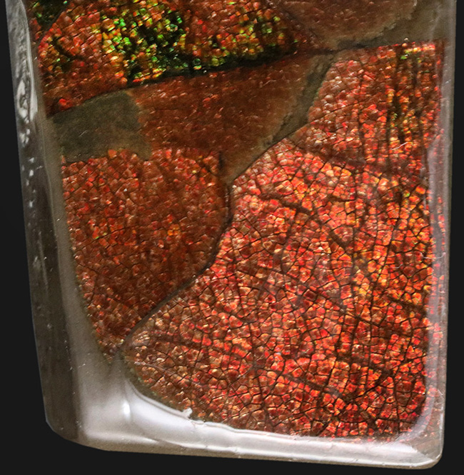 極上の輝き！これぞレッドドラゴンスキン！カナダ産のアンモ”ラ”イト（Ammolite）のピース（その4）
