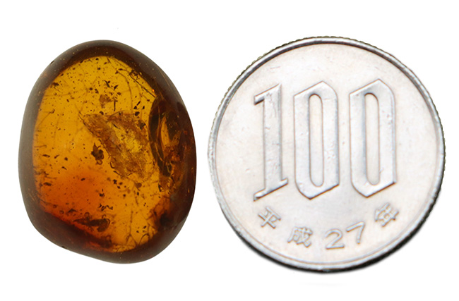 琥珀 天然本琥珀 136.548ctの買取実績｜色石BANK