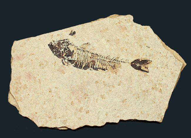 魚化石（その1）