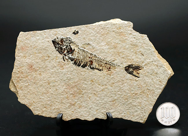 魚化石（その10）
