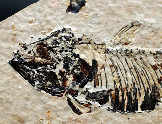 魚化石（その2）