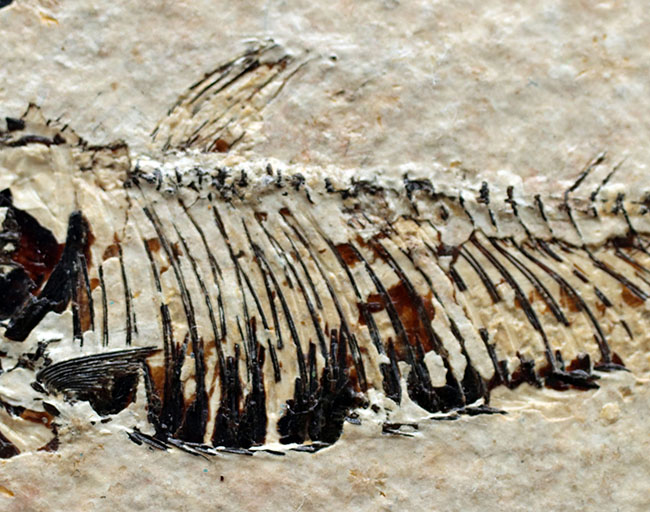 魚化石（その3）