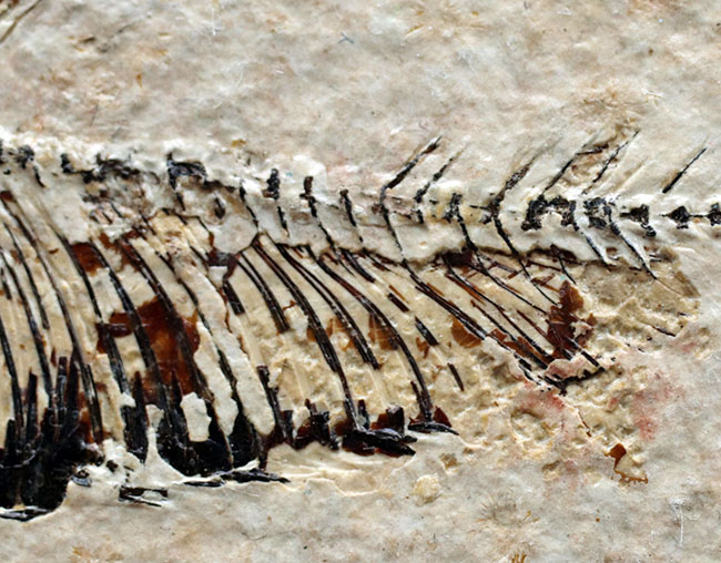魚化石（その4）