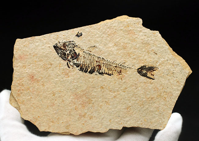 魚化石（その6）