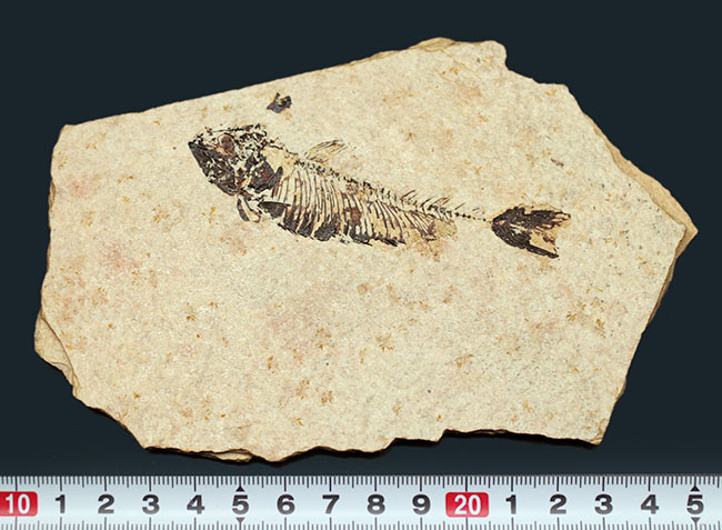 魚化石（その9）