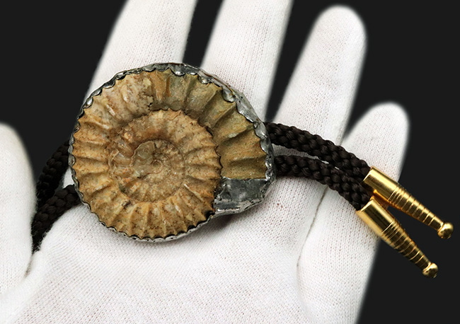 大人気新作 自然や古生物を愛する方に！直径5センチの立派なアンモナイトを 工芸品