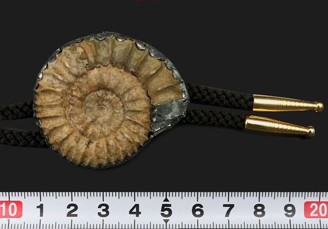 自然や古生物を愛する方に！直径5センチの立派なアンモナイトを
