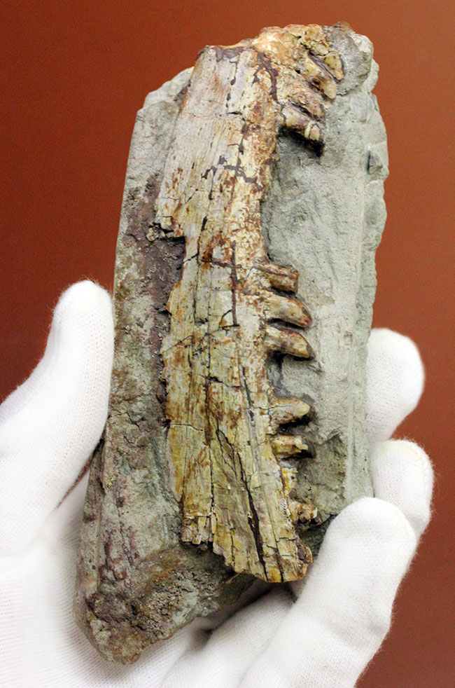 キングコレクション！ペルム紀の食物連鎖の頂点に君臨していた、あのディメトロドン（Dimetrodon limbatus）の顎化石（その1）