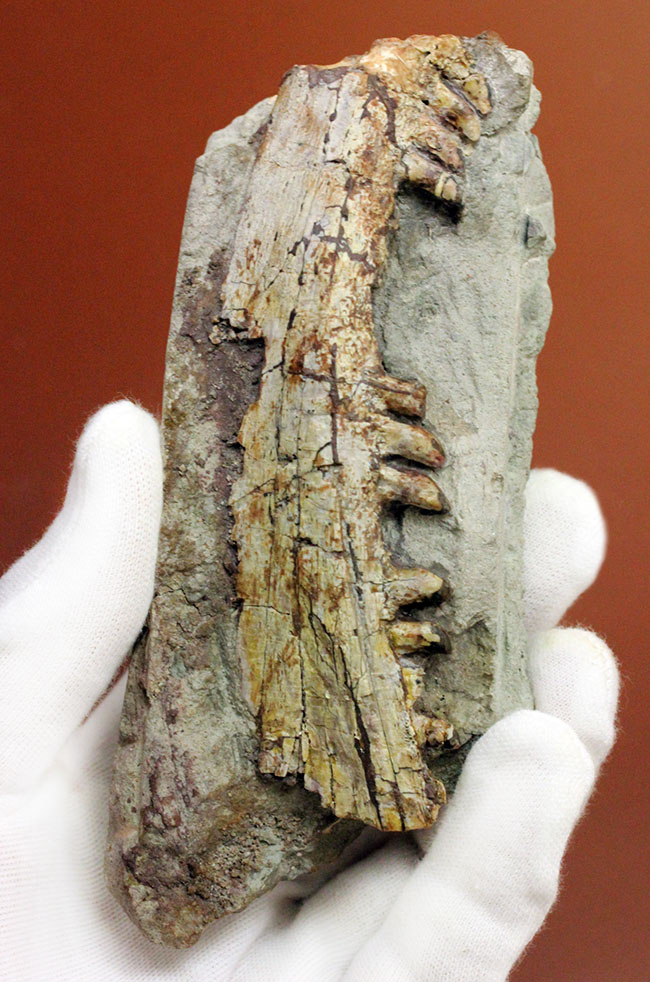 キングコレクション!ペルム紀の食物連鎖の頂点に君臨していた、あのディメトロドン(Dimetrodon limbatus)の顎化石(その1)