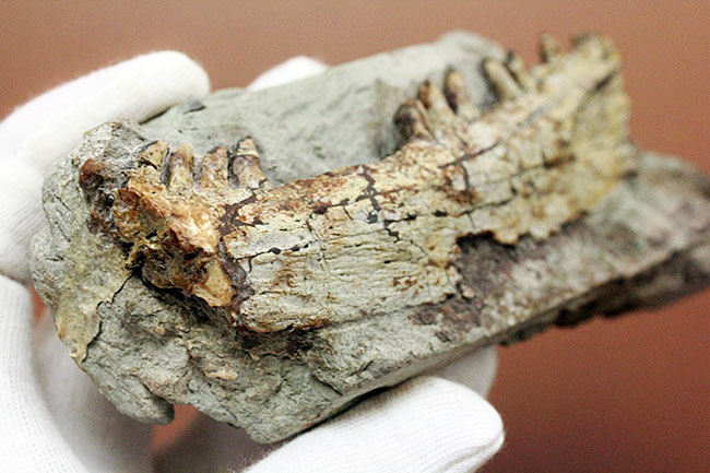 キングコレクション！ペルム紀の食物連鎖の頂点に君臨していた、あのディメトロドン（Dimetrodon limbatus）の顎化石（その11）
