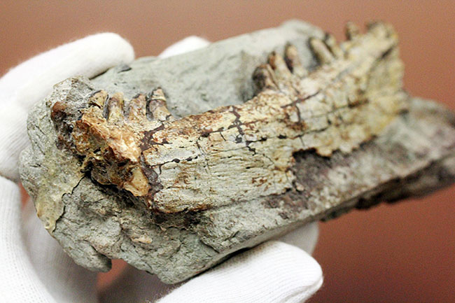 キングコレクション!ペルム紀の食物連鎖の頂点に君臨していた、あのディメトロドン(Dimetrodon limbatus)の顎化石(その11)
