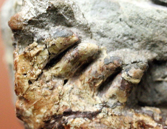 キングコレクション！ペルム紀の食物連鎖の頂点に君臨していた、あのディメトロドン（Dimetrodon limbatus）の顎化石（その12）