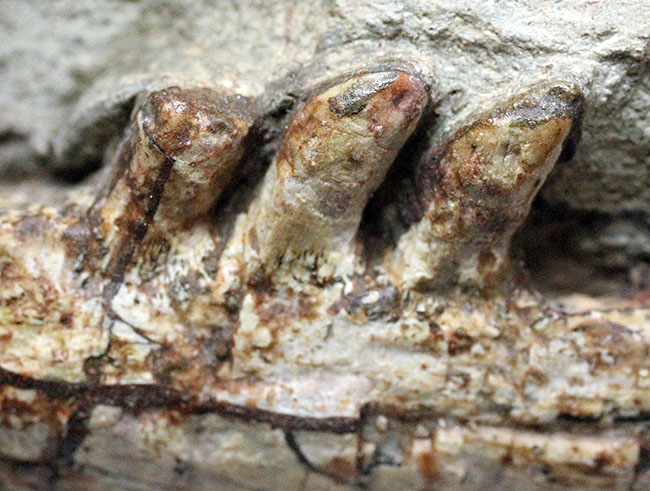 キングコレクション！ペルム紀の食物連鎖の頂点に君臨していた、あのディメトロドン（Dimetrodon limbatus）の顎化石（その13）