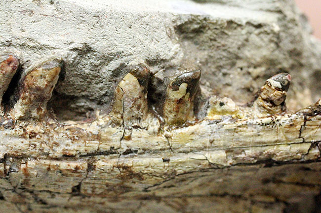 キングコレクション！ペルム紀の食物連鎖の頂点に君臨していた、あのディメトロドン（Dimetrodon limbatus）の顎化石（その14）