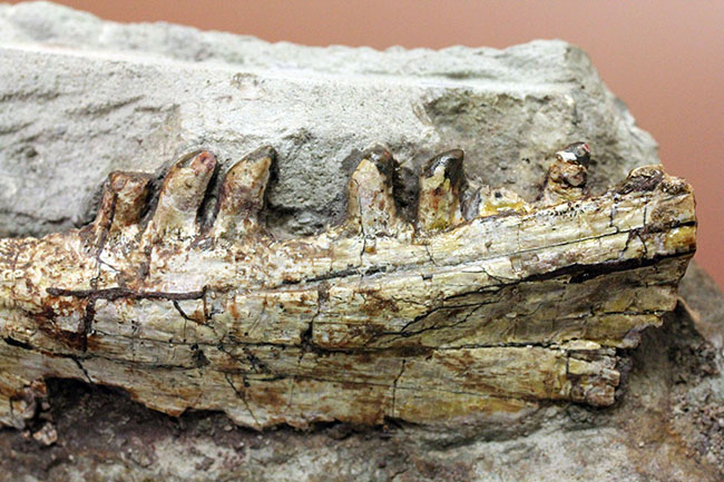 キングコレクション！ペルム紀の食物連鎖の頂点に君臨していた、あのディメトロドン（Dimetrodon limbatus）の顎化石（その15）