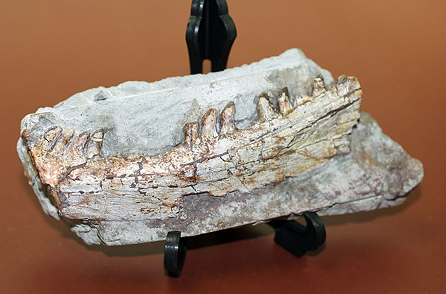 キングコレクション！ペルム紀の食物連鎖の頂点に君臨していた、あのディメトロドン（Dimetrodon limbatus）の顎化石（その17）