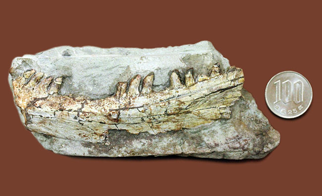キングコレクション!ペルム紀の食物連鎖の頂点に君臨していた、あのディメトロドン(Dimetrodon limbatus)の顎化石(その18)