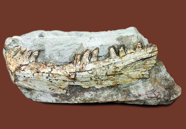 キングコレクション！ペルム紀の食物連鎖の頂点に君臨していた、あのディメトロドン（Dimetrodon limbatus）の顎化石（その2）