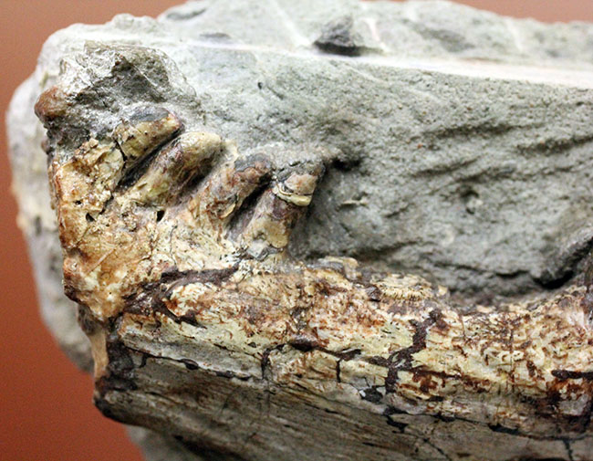 キングコレクション！ペルム紀の食物連鎖の頂点に君臨していた、あのディメトロドン（Dimetrodon limbatus）の顎化石（その3）