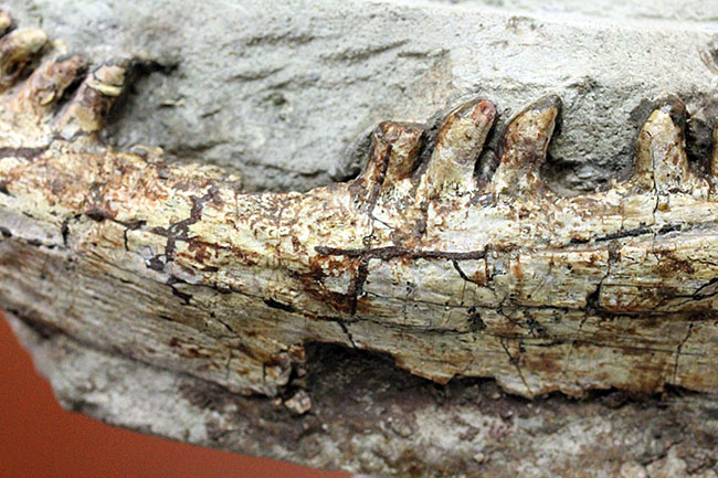 キングコレクション！ペルム紀の食物連鎖の頂点に君臨していた、あのディメトロドン（Dimetrodon limbatus）の顎化石（その4）