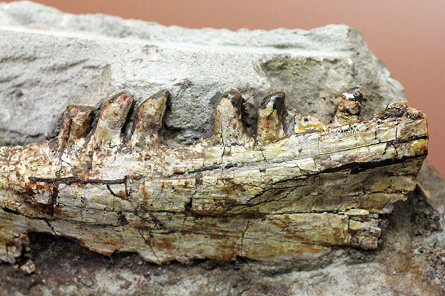 キングコレクション!ペルム紀の食物連鎖の頂点に君臨していた、あのディメトロドン(Dimetrodon limbatus)の顎化石(その5)