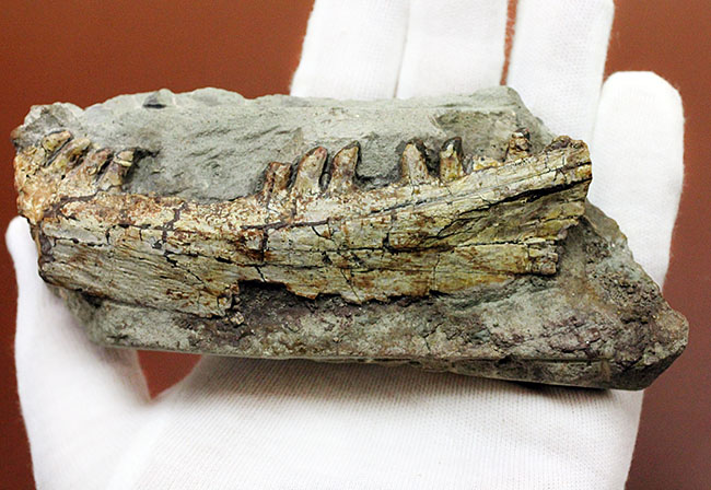 キングコレクション!ペルム紀の食物連鎖の頂点に君臨していた、あのディメトロドン(Dimetrodon limbatus)の顎化石(その6)