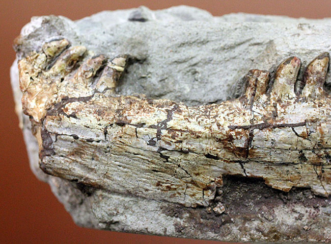 キングコレクション！ペルム紀の食物連鎖の頂点に君臨していた、あのディメトロドン（Dimetrodon limbatus）の顎化石（その8）