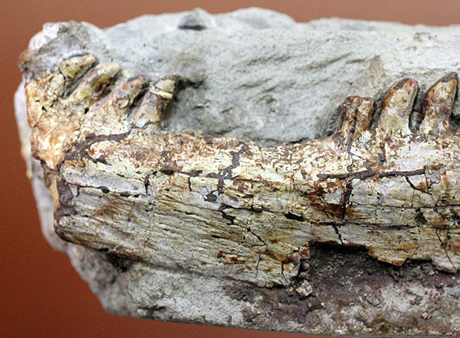 キングコレクション!ペルム紀の食物連鎖の頂点に君臨していた、あのディメトロドン(Dimetrodon limbatus)の顎化石(その8)