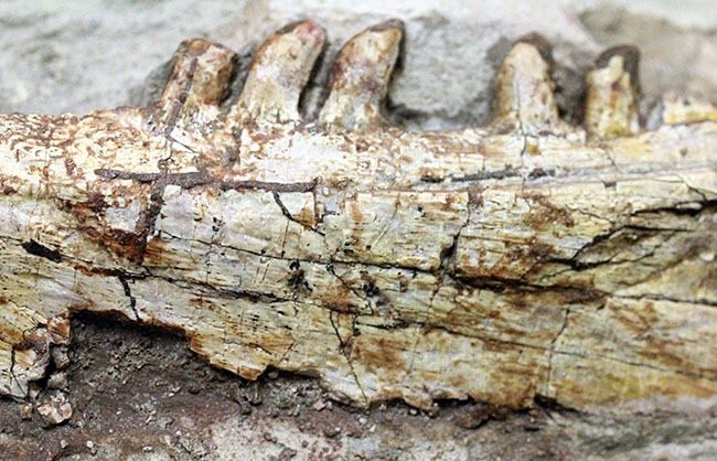 キングコレクション！ペルム紀の食物連鎖の頂点に君臨していた、あのディメトロドン（Dimetrodon limbatus）の顎化石（その9）