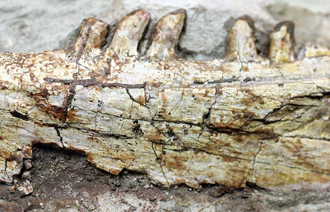 キングコレクション!ペルム紀の食物連鎖の頂点に君臨していた、あのディメトロドン(Dimetrodon limbatus)の顎化石(その9)