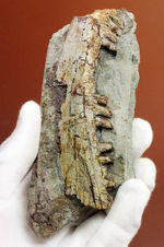 キングコレクション！ペルム紀の食物連鎖の頂点に君臨していた、あのディメトロドン（Dimetrodon limbatus）の顎化石