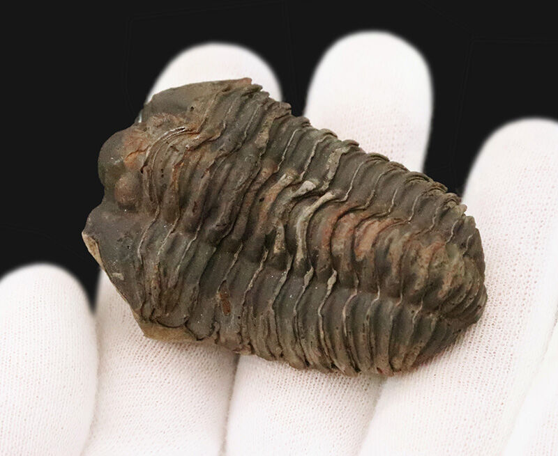 【保存状態良好】恐竜よりも遥か昔の地球。浅海を這った王道三葉虫『カリメネ（Calymene）』（その2）