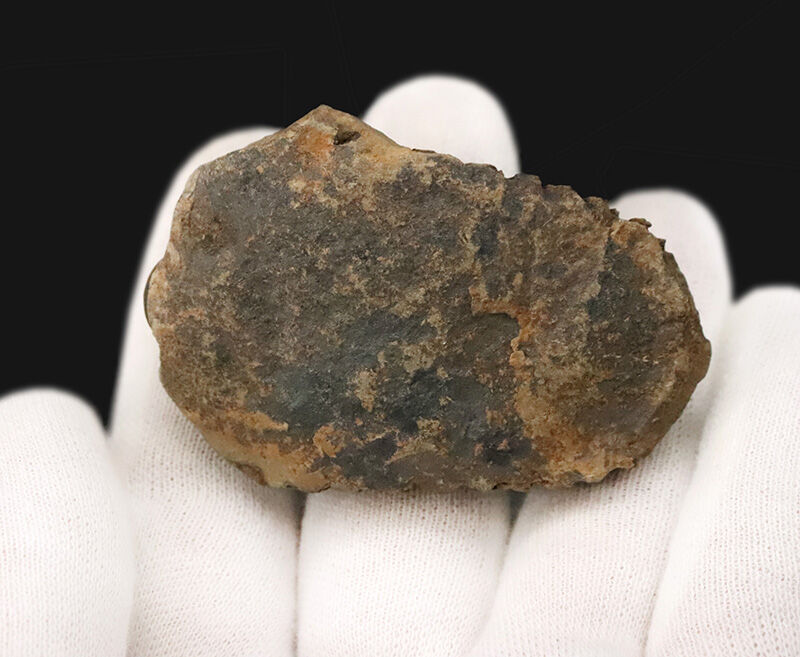 【保存状態良好】恐竜よりも遥か昔の地球。浅海を這った王道三葉虫『カリメネ（Calymene）』（その5）