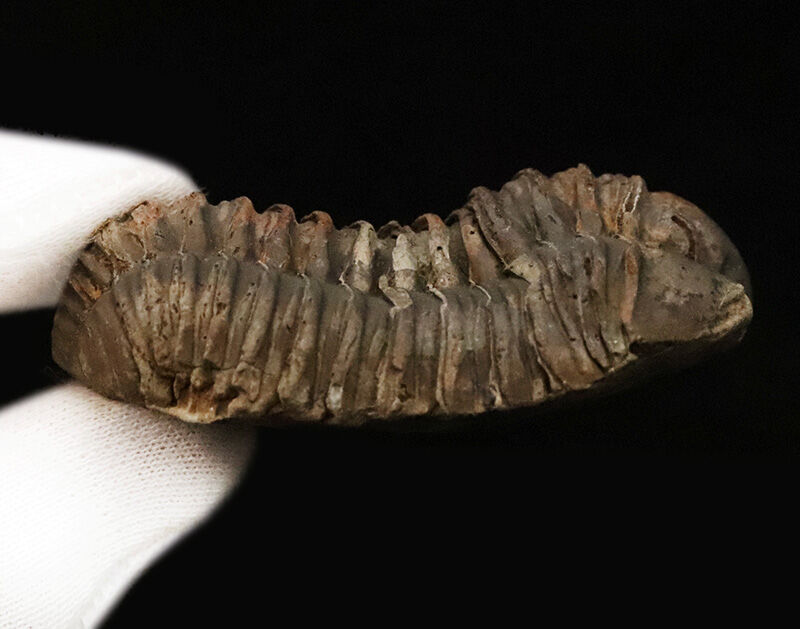 【保存状態良好】恐竜よりも遥か昔の地球。浅海を這った王道三葉虫『カリメネ（Calymene）』（その6）