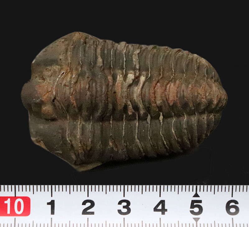 【保存状態良好】恐竜よりも遥か昔の地球。浅海を這った王道三葉虫『カリメネ（Calymene）』（その7）