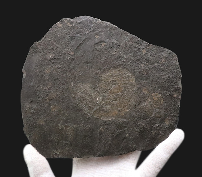 サービスプライス！世界的有名産地、ドイツ、ホルツマーデン産のハルポセラス（Harpoceras）のマルチプレート化石（その1）