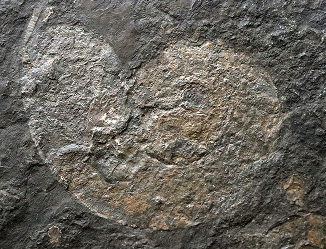サービスプライス！世界的有名産地、ドイツ、ホルツマーデン産のハルポセラス（Harpoceras）のマルチプレート化石（その3）
